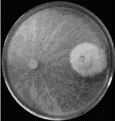 Crop growth promoting antagonistic trichoderma and application thereof