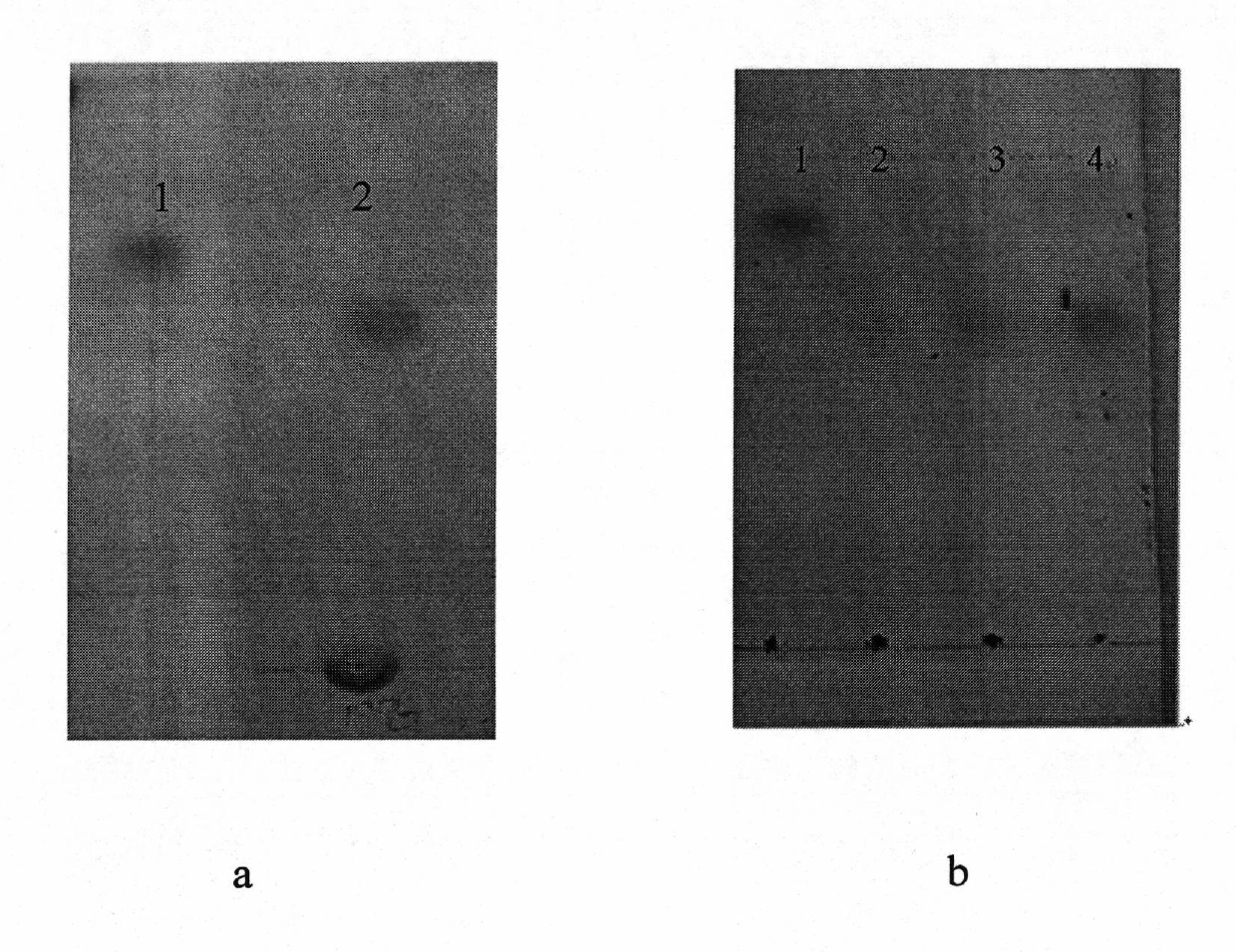 Method for screening 1-deoxidation-D-xylulose5-phosphoric acid reduction isomerization enzyme inhibitor from plant extract