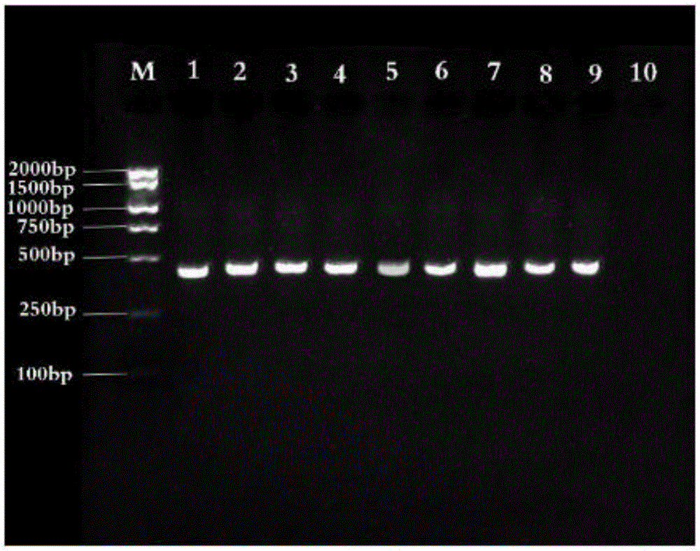 PCR specificity identifying primers and paris polyphylla identifying method adopting same