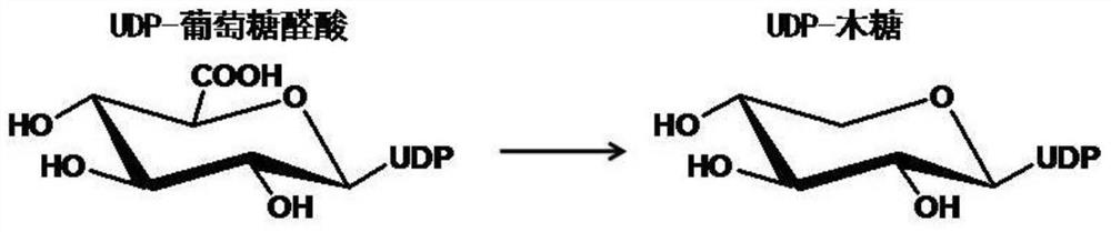 A truncated uridine-5'-diphosphate xylose synthase, its nucleotide sequence and application