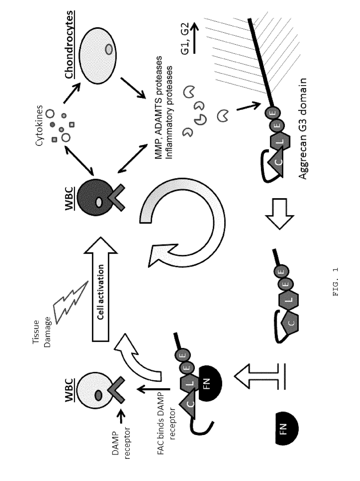 Systems, compositions, and methods for transplantation