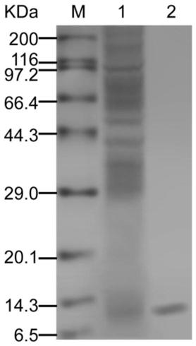 Method for producing umami peptide by staging fed-batch fermentation