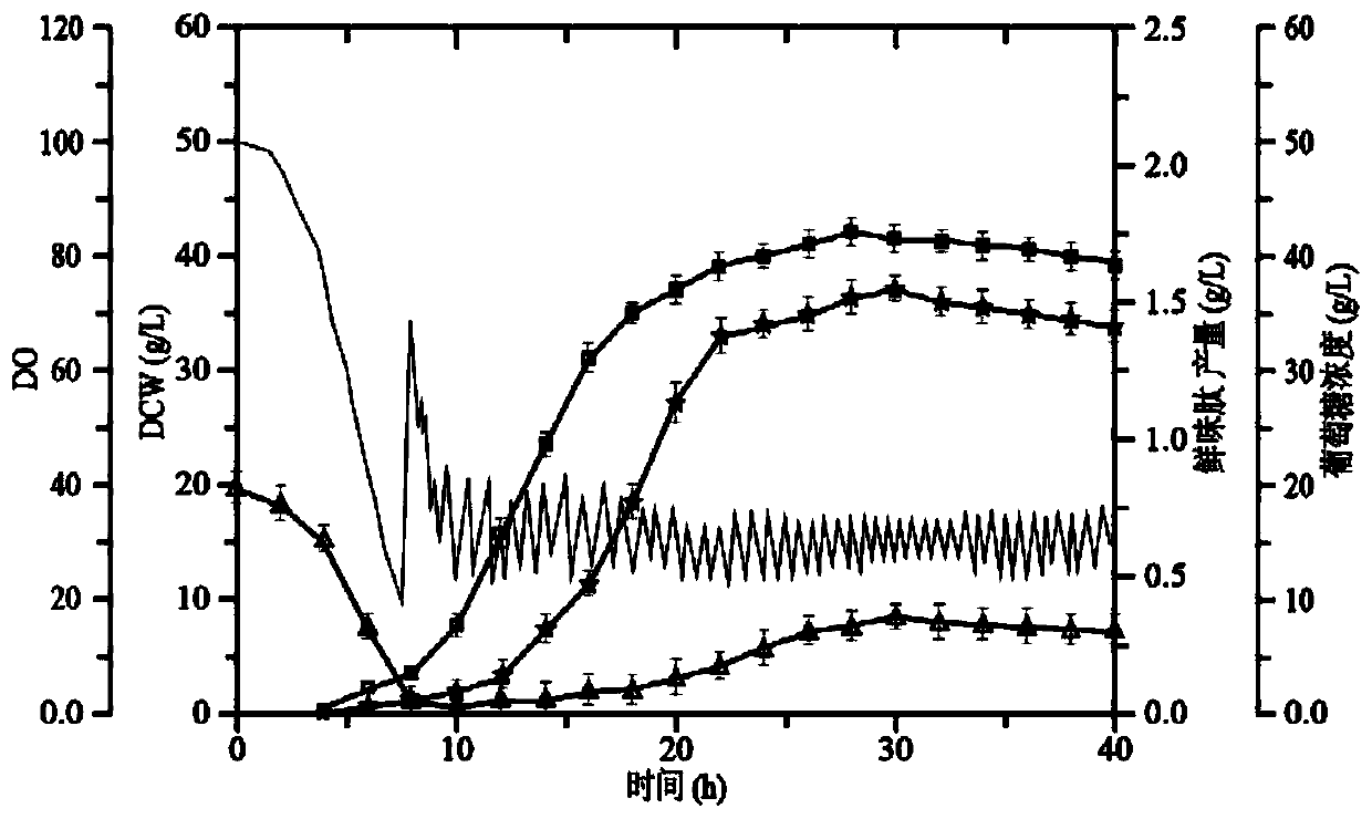 Method for producing umami peptide by staging fed-batch fermentation