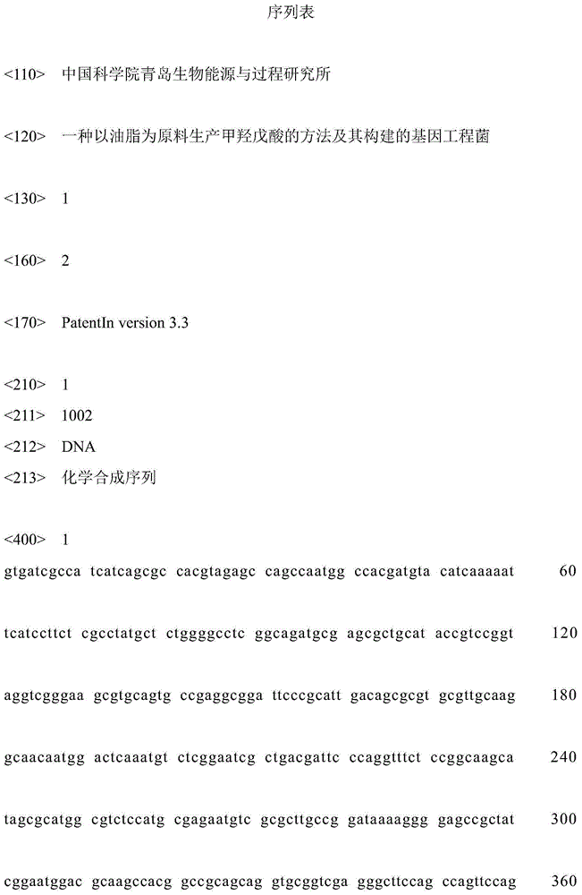 Method for producing mevalonic acid by using grease as raw material, and gene engineering bacterium constructed by same