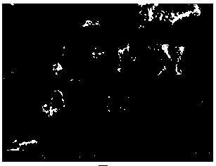 Method for preparing nanometal particle/metal organic frame composite antibacterial cellulose fibers