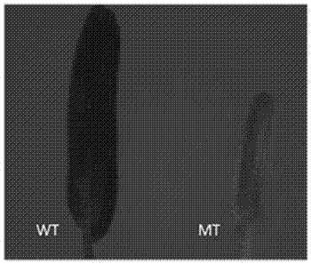 Gene for controlling male reproduction and development of rice and application of gene