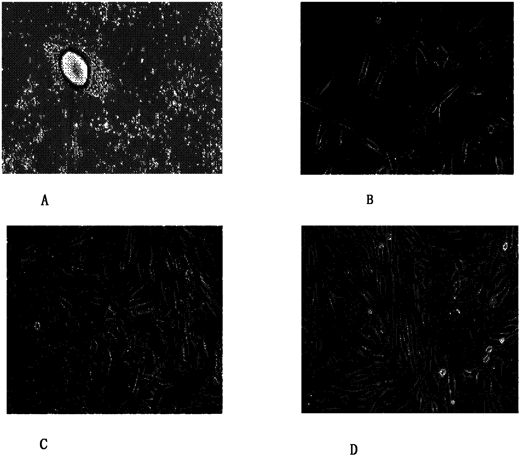 Method for inducing and differentiating mature fat cell from adult rabbit into cardiomyocyte