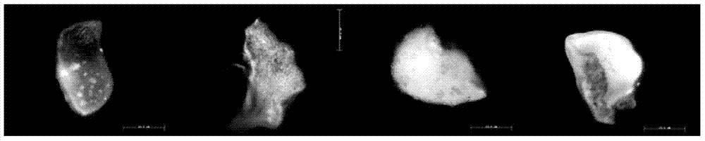 Method for improving preservation effect of cymbidium type protocorm