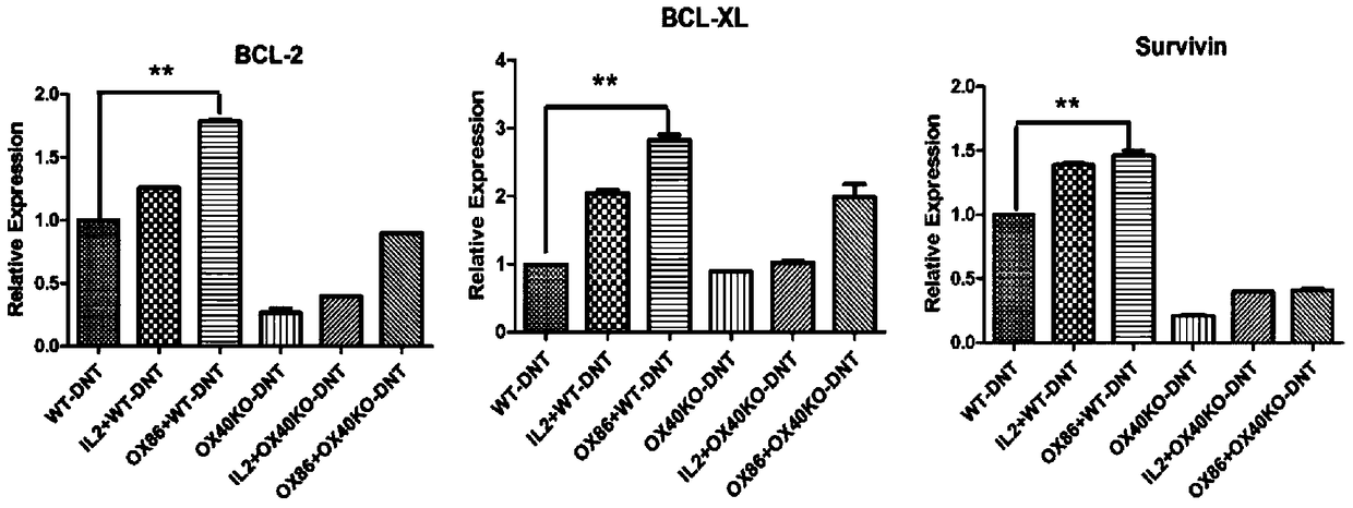 Method for Transformation and Expansion of Double Negative T Cells