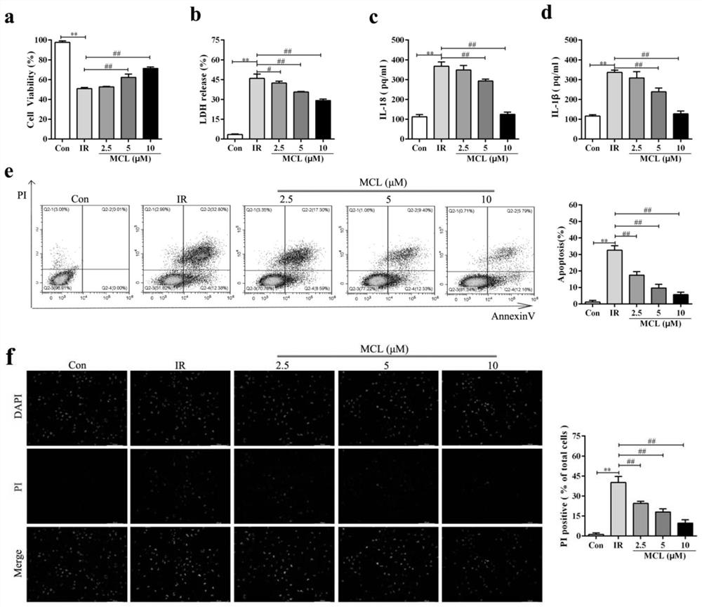 Application of costus lactone and derivative thereof in preparation of medicine for preventing and/or treating intestinal injury