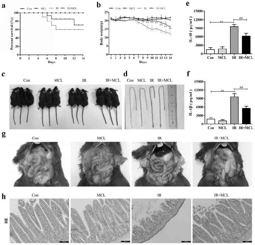 Application of costus lactone and derivative thereof in preparation of medicine for preventing and/or treating intestinal injury