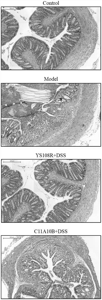 A kind of bifidobacterium longum and its application