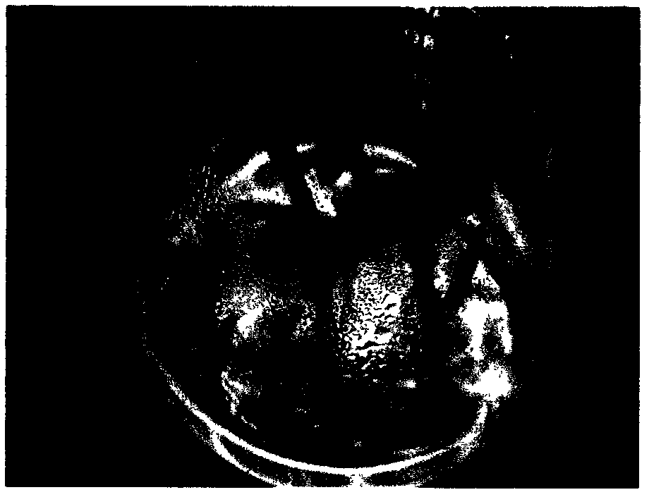 Method for establishing a Kangdi No.6 oil sunflower regeneration system