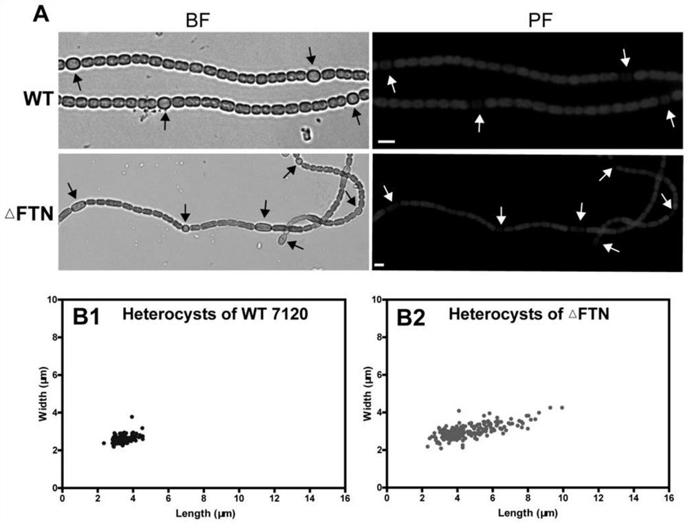 Blue-green algae engineering bacterium capable of efficiently fixing nitrogen and preparation method and application thereof