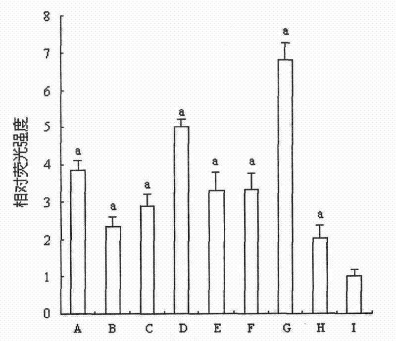 Method for measuring influencing factors to BAFF-R (B cell-Activating Factor-Receptor) gene promoter activity of human