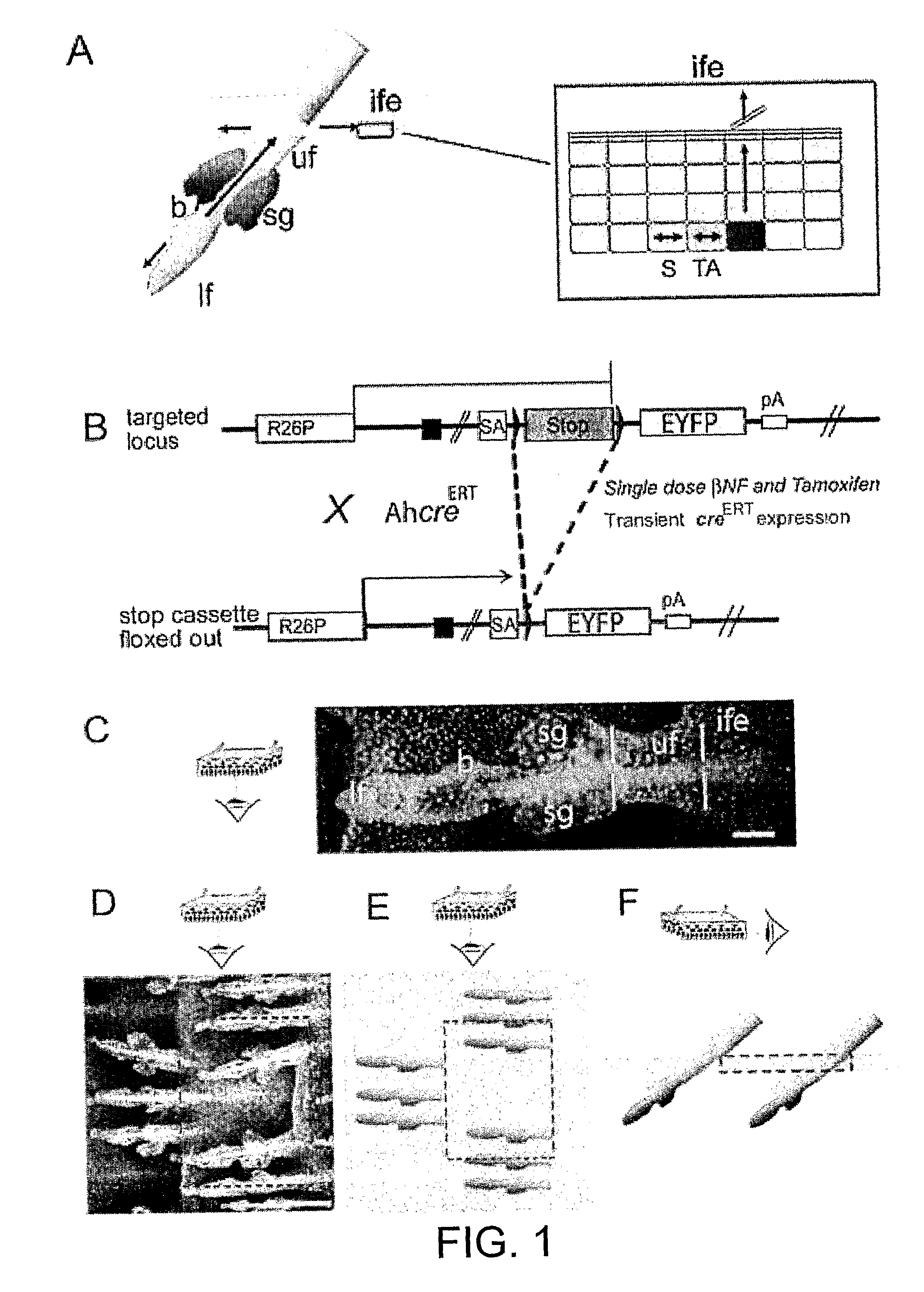 Methods of Analysing Cell Behaviour