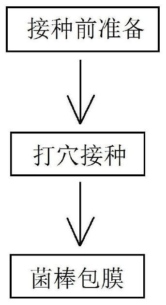 Living mushroom production process