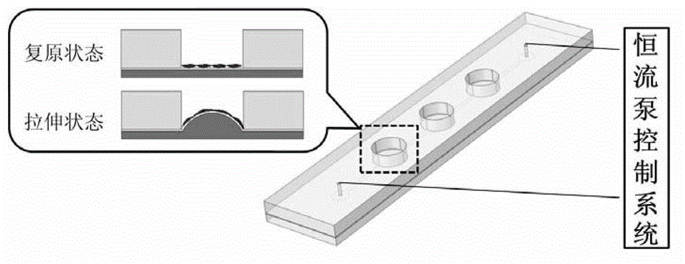 Micro-fluidic chip culture device of cell capable of being stretched mechanically and application thereof