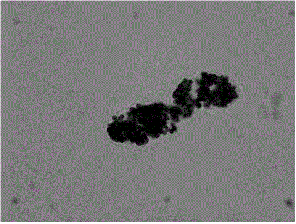 Method for inhibiting cyanophyta microcystis bloom