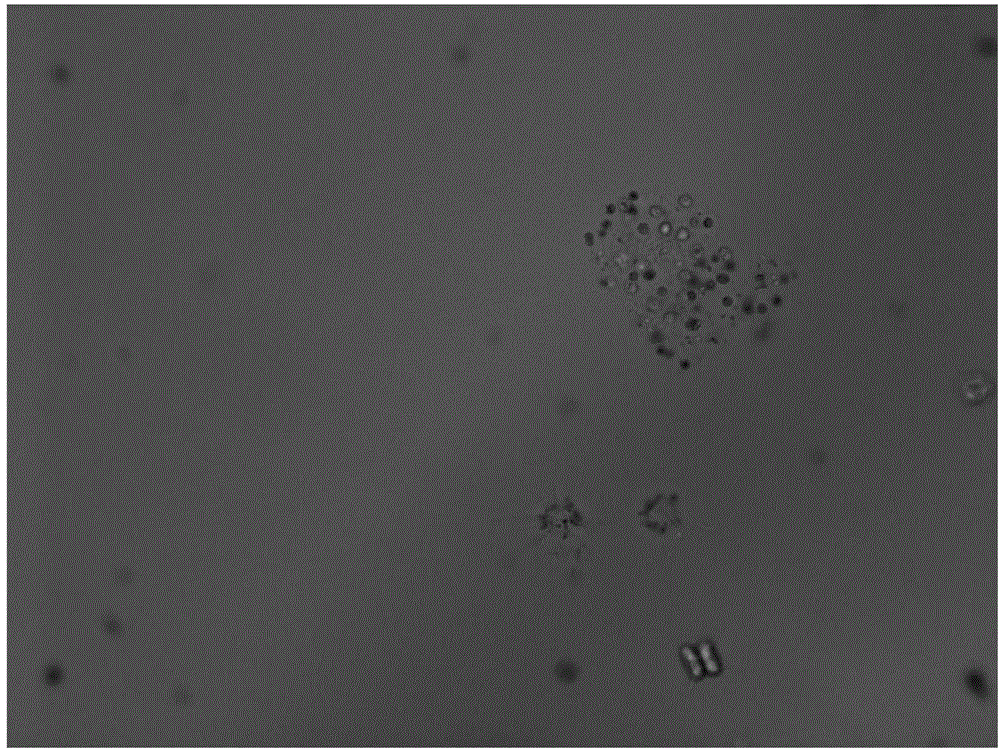 Method for inhibiting cyanophyta microcystis bloom