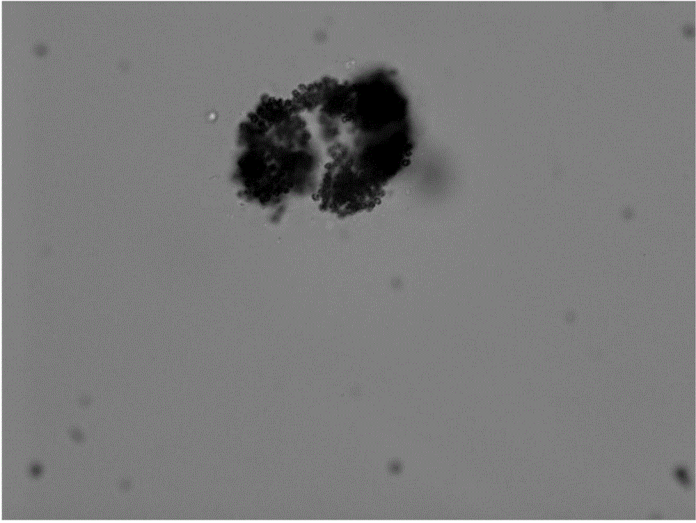 Method for inhibiting cyanophyta microcystis bloom