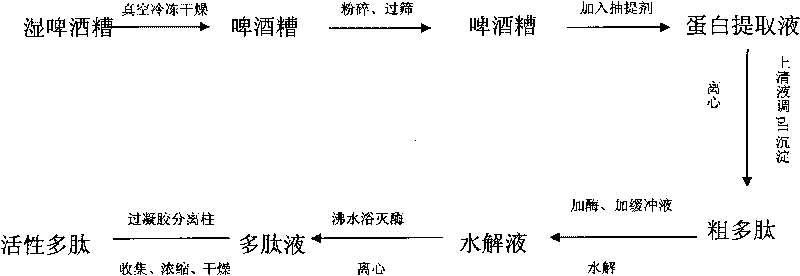 Method for preparing polypeptide by beer sediment