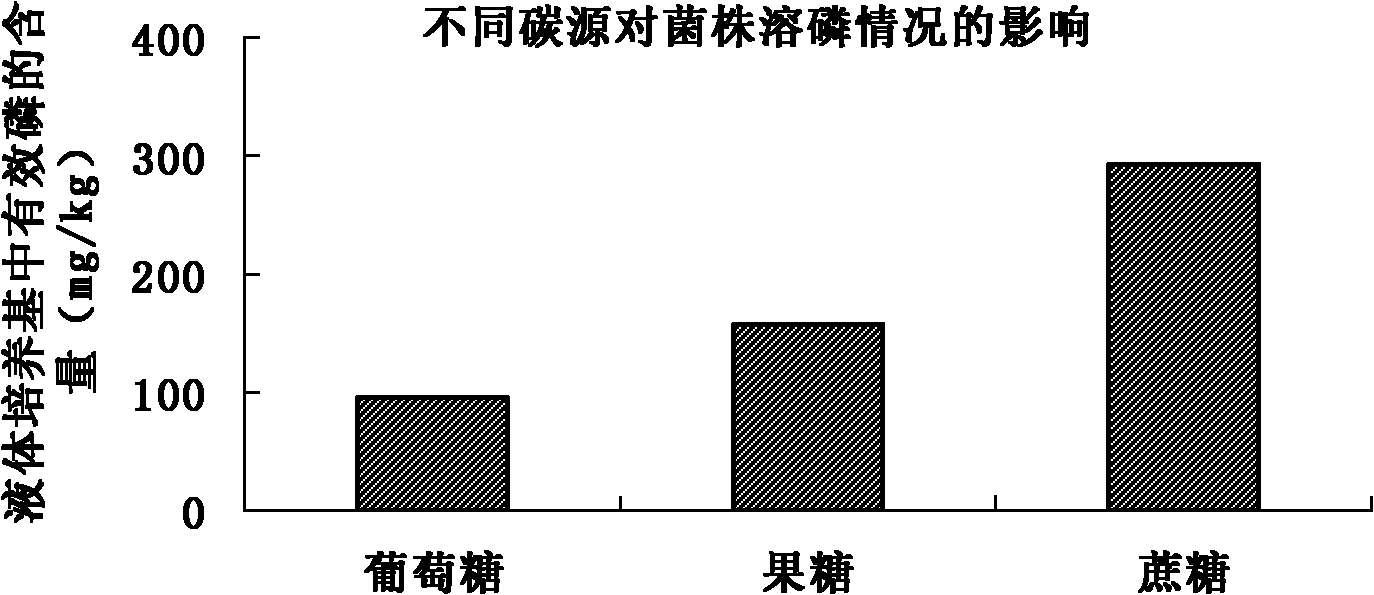 Bacterial strain B1 for converting insoluble phosphate into soluble phosphate