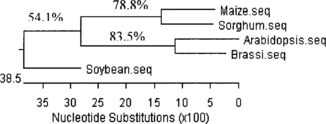 Gama-tocopherol methyl transferase gene, its coding vector and uses