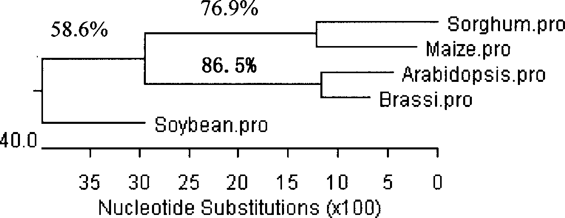 Gama-tocopherol methyl transferase gene, its coding vector and uses