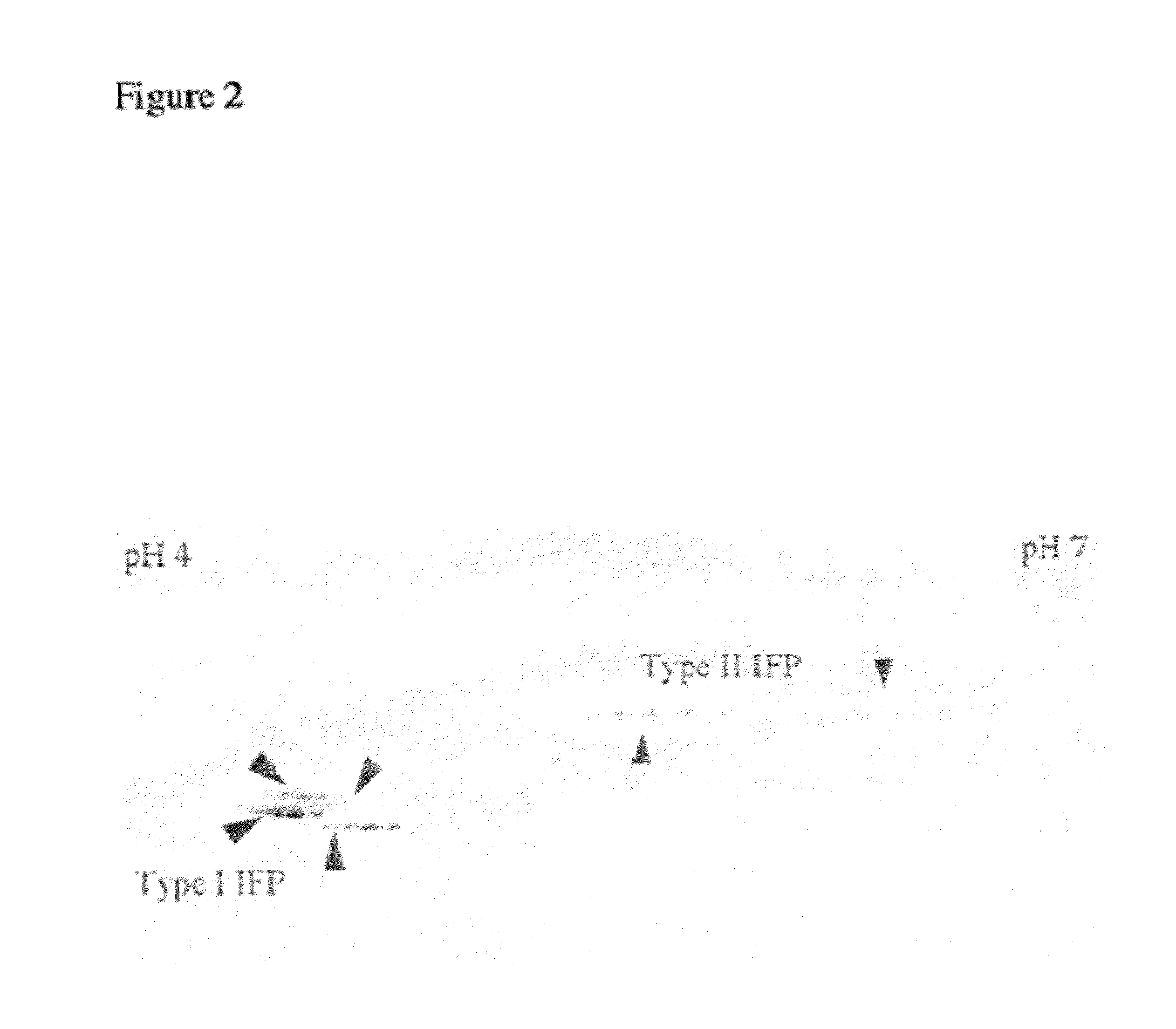 Electrophoresis Separation Methods