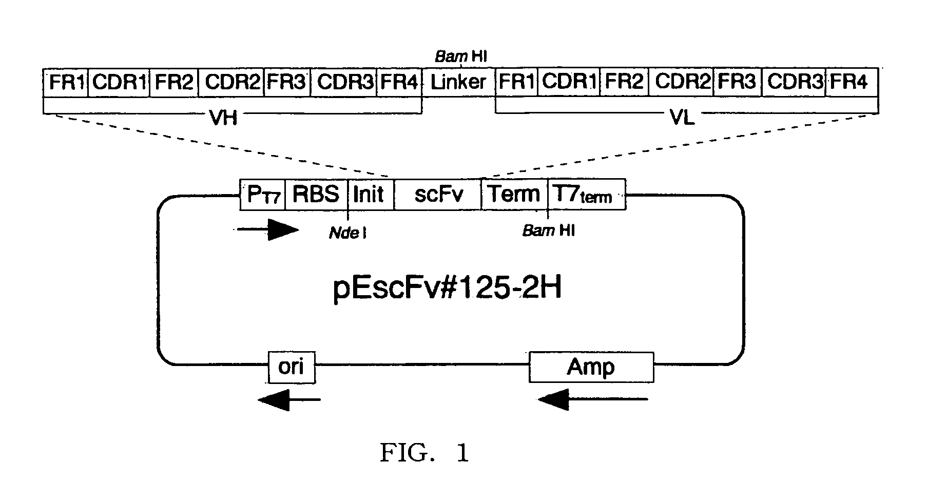 Method of treatment using anti-IL-18 antibody