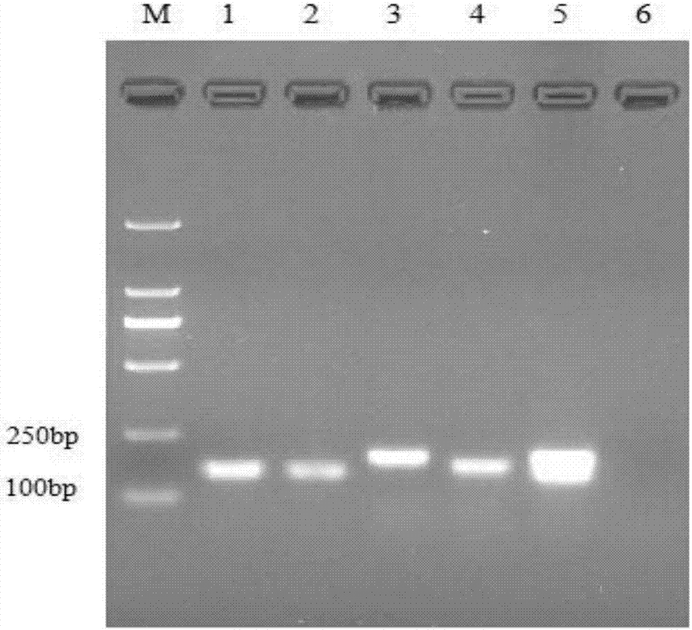 A multiple fluorescence immunoassay primer, kit and method for rapidly distinguishing cav, mdv, rev, ibdv