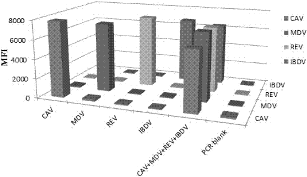 A multiple fluorescence immunoassay primer, kit and method for rapidly distinguishing cav, mdv, rev, ibdv