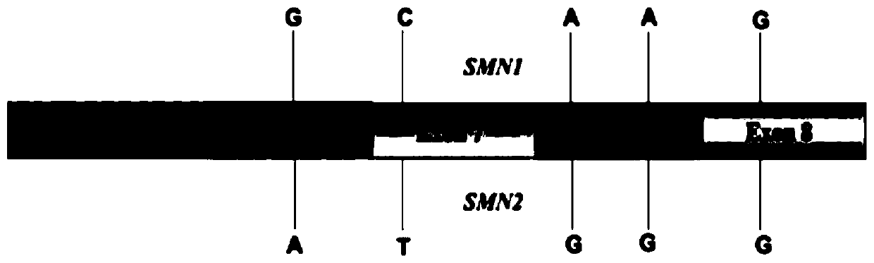 Homologous pseudogene variation detection method