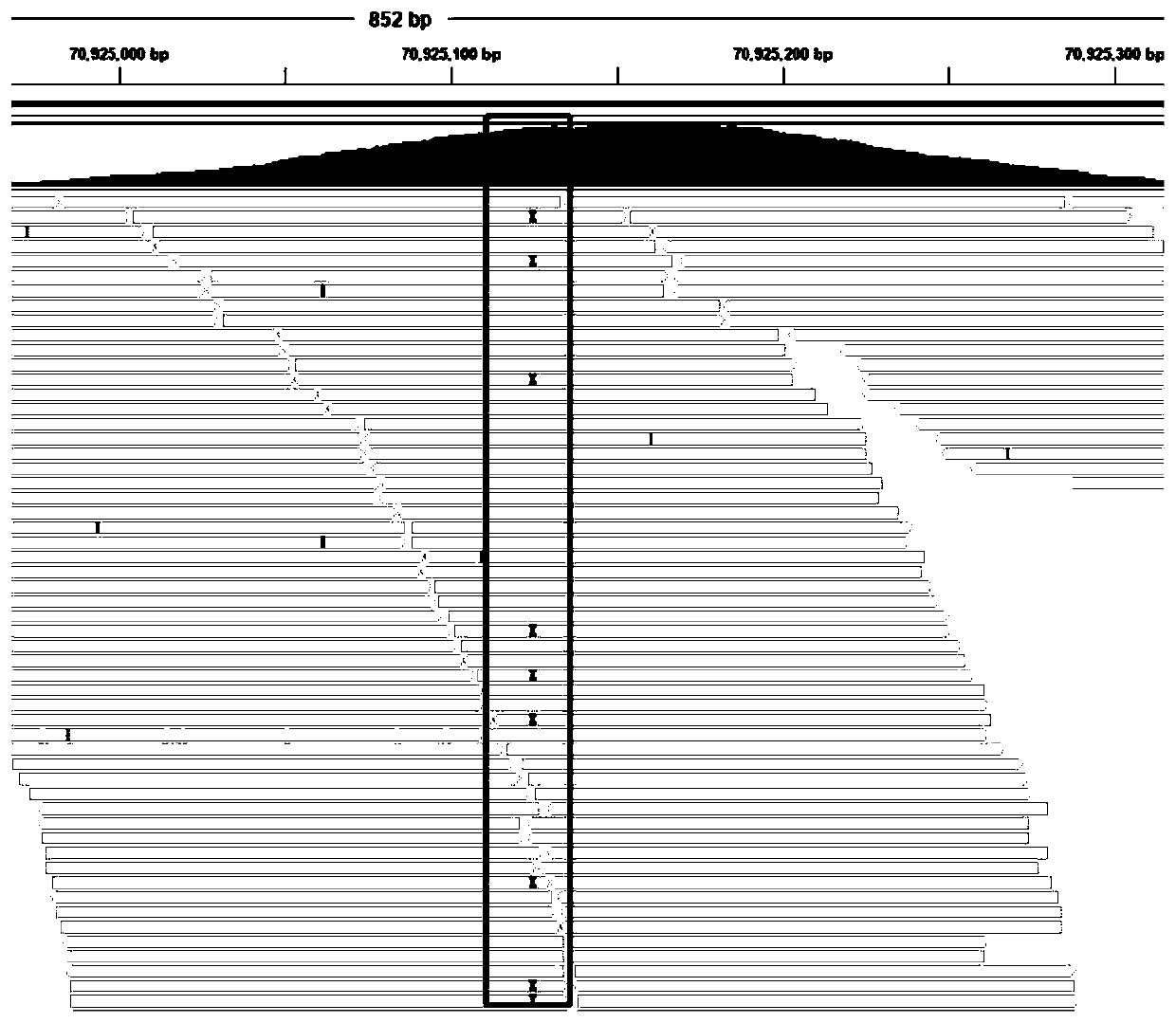 Homologous pseudogene variation detection method