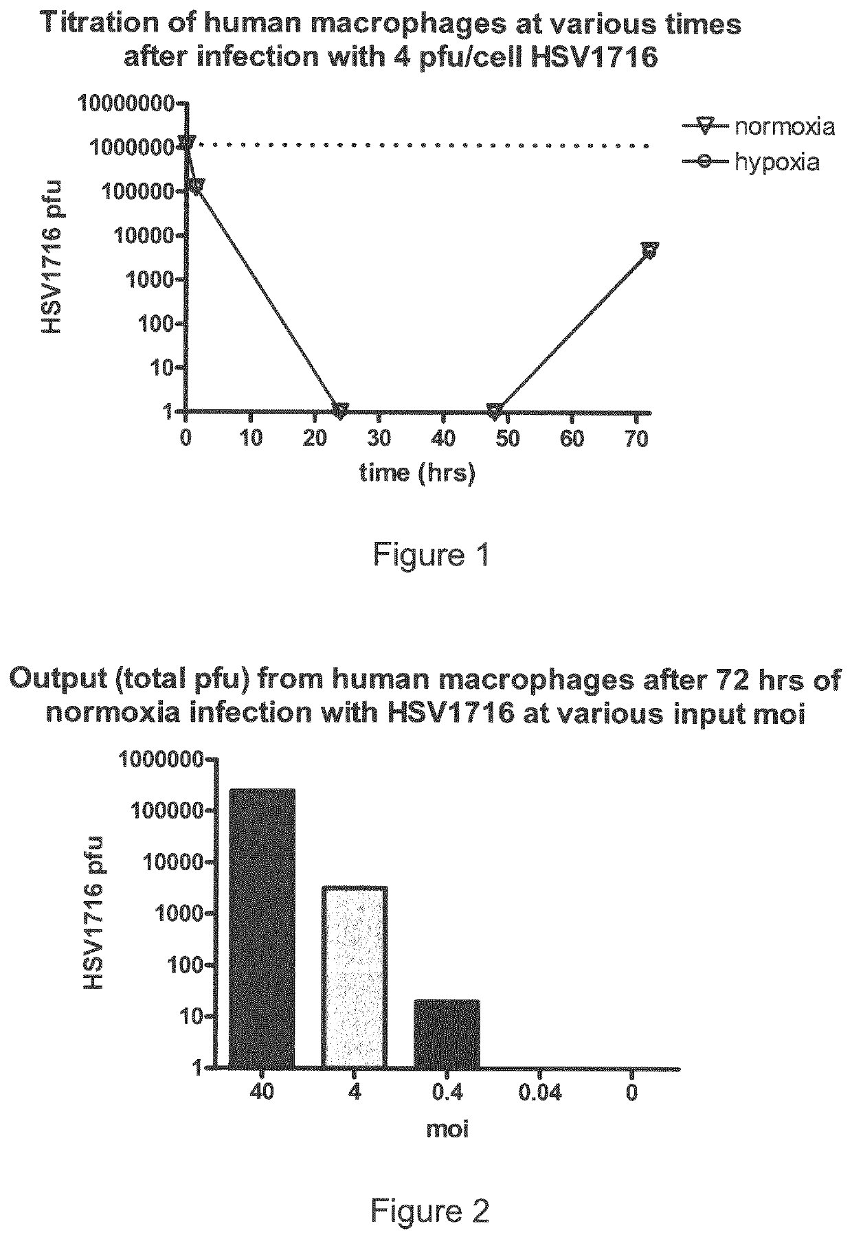 Oncolytic herpes simplex virus infected cells