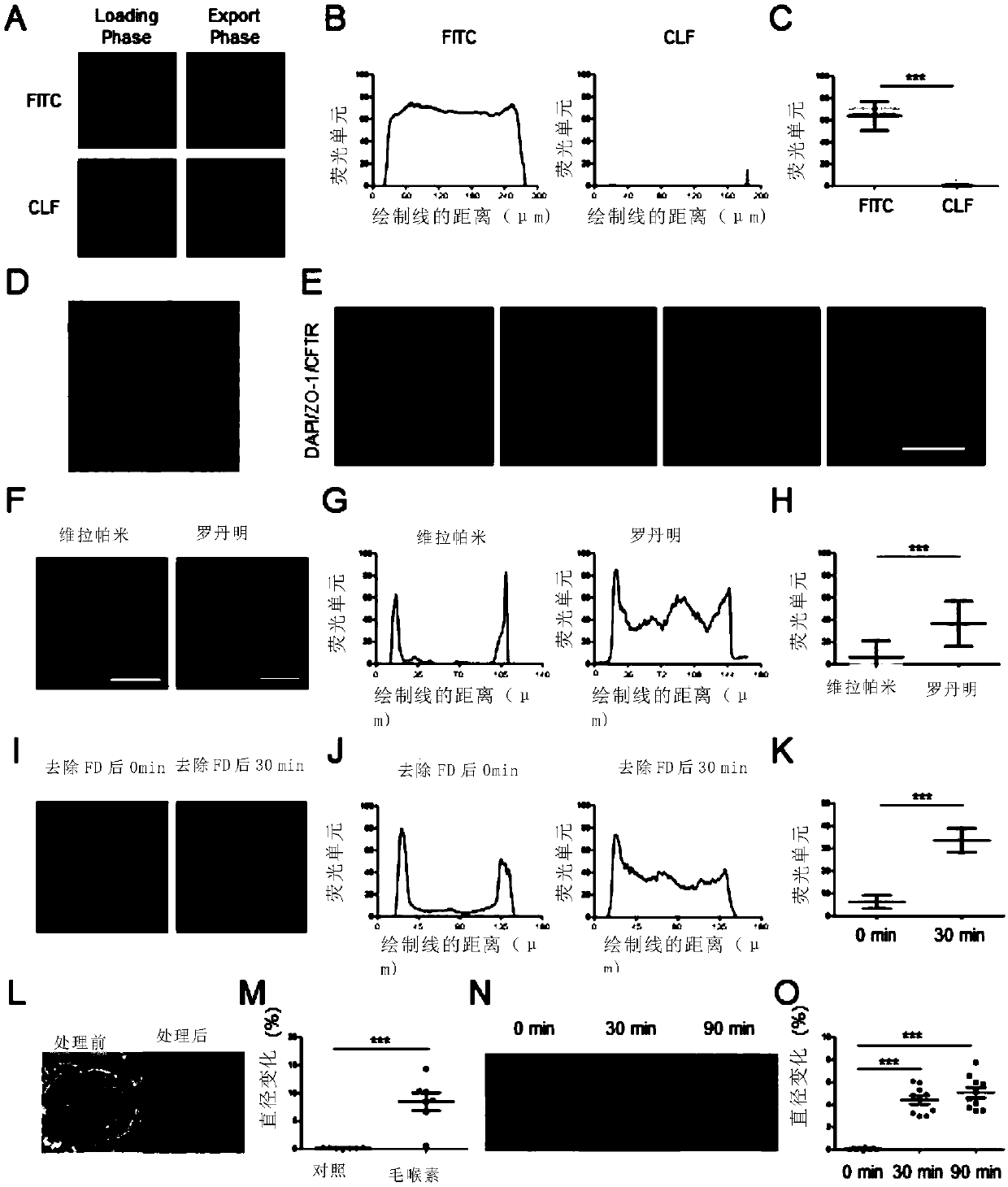 Method for preparing functional bile duct cells by using entoderm stem cells on scale and application of functional bile duct cells