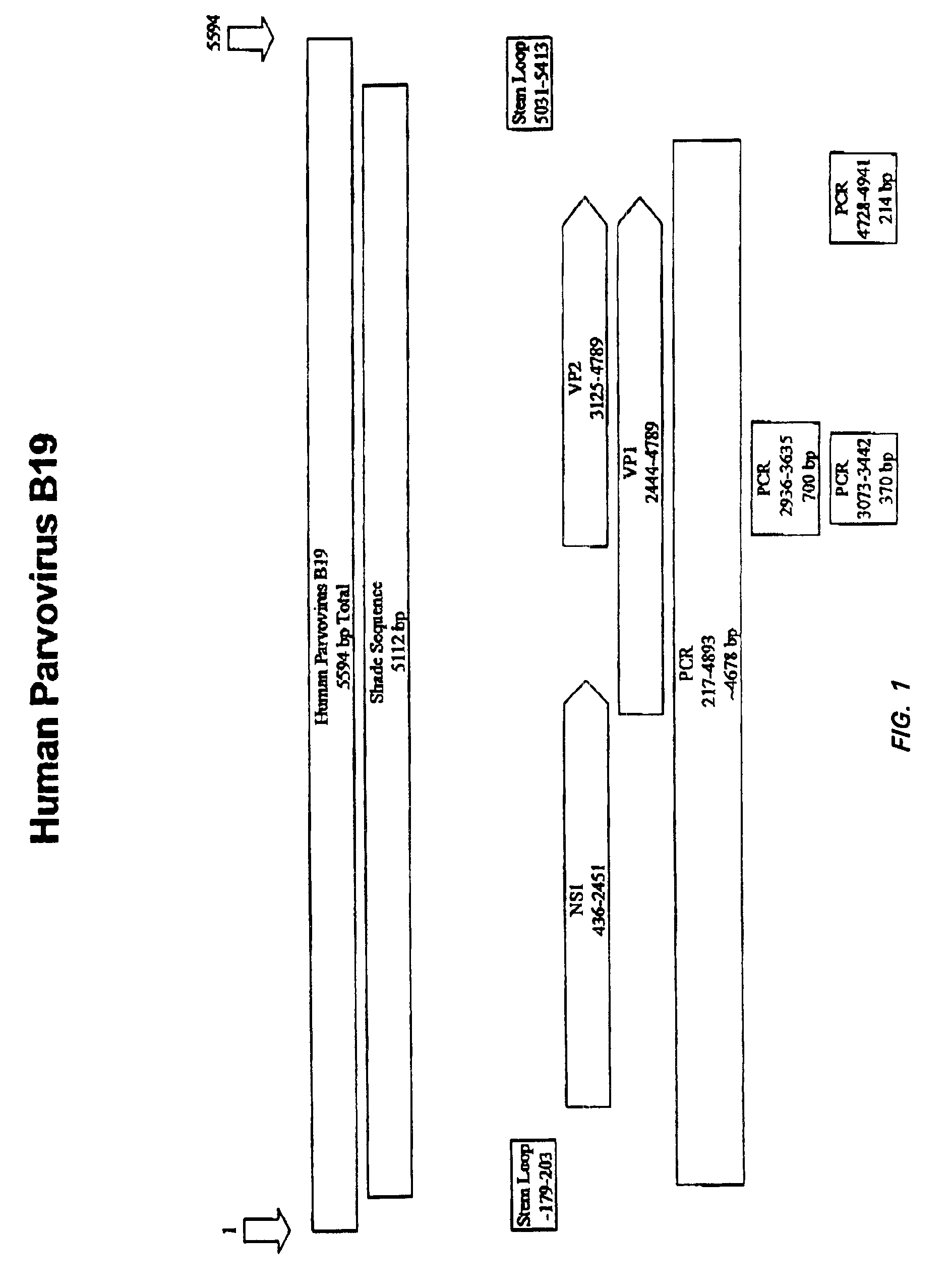 Diagnostic assays for parvovirus B19