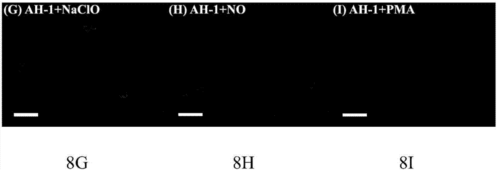 Peroxynitrite ion detection probe as well as preparation method and application thereof