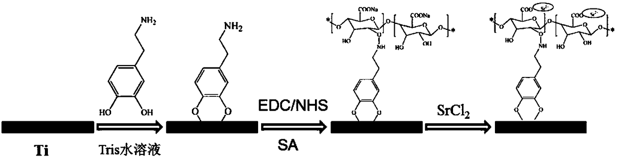 Preparation method of sodium alginate coating with strontium chelated on titanium surface