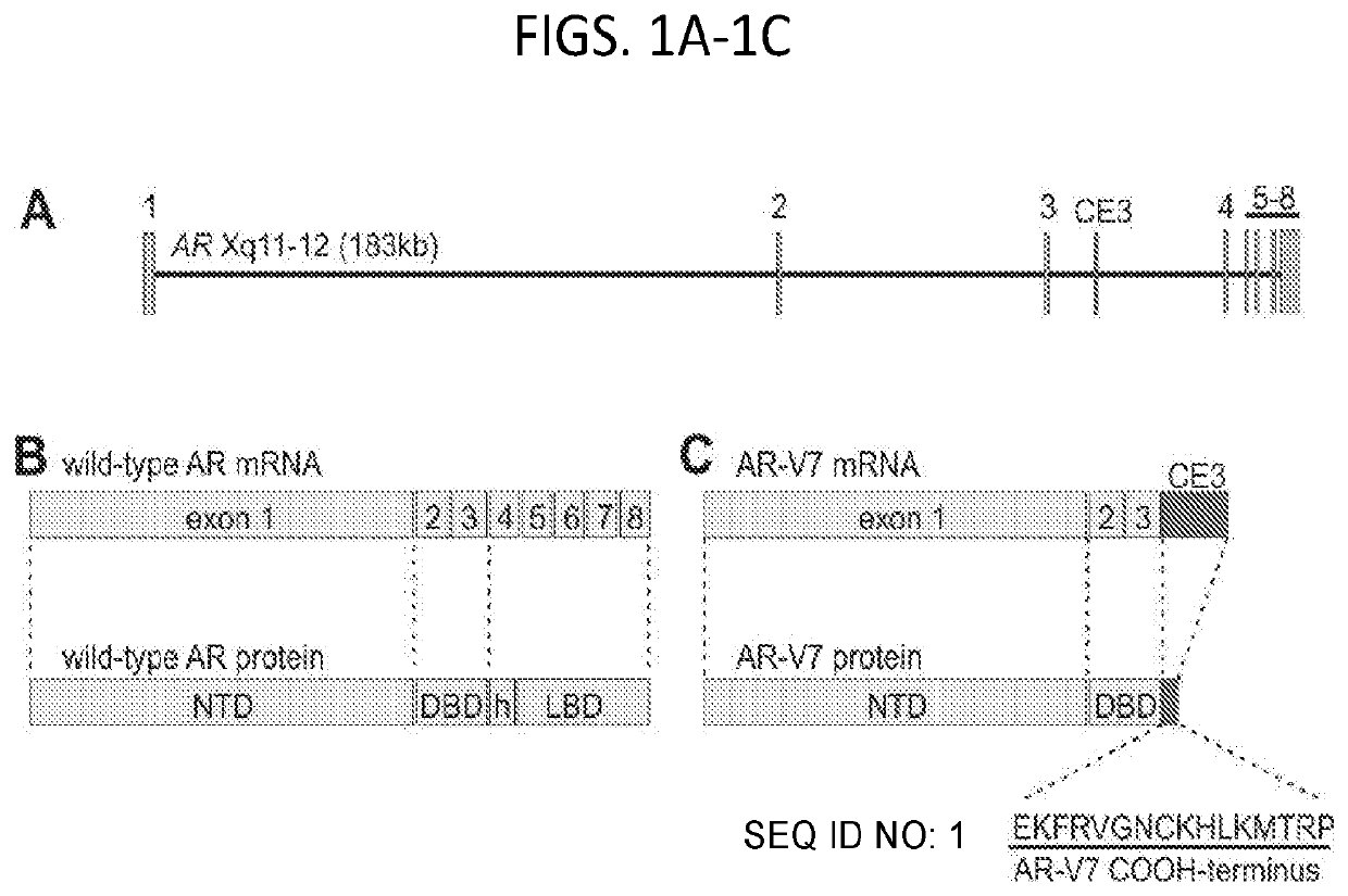 Methods of Treating Advanced Prostate Cancer