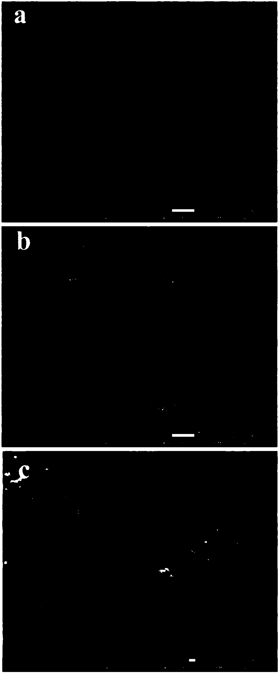 A high-performance carbon paper-based electrode negative electrode composite material and its preparation method and application