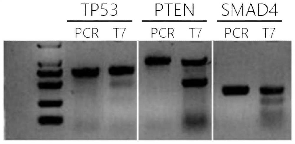 Method for constructing in-situ primary gastric cancer animal model