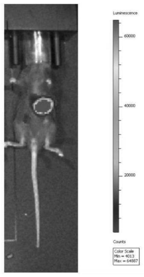 Method for constructing in-situ primary gastric cancer animal model