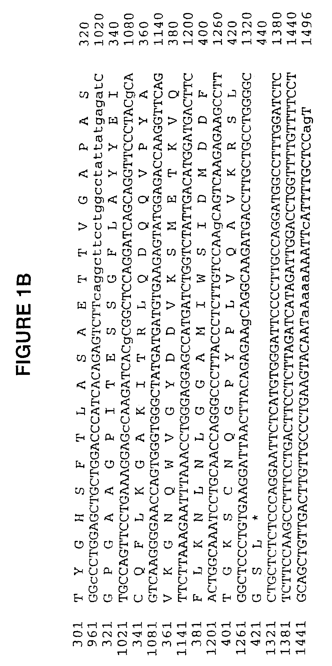 Human cartilage glycoprotein