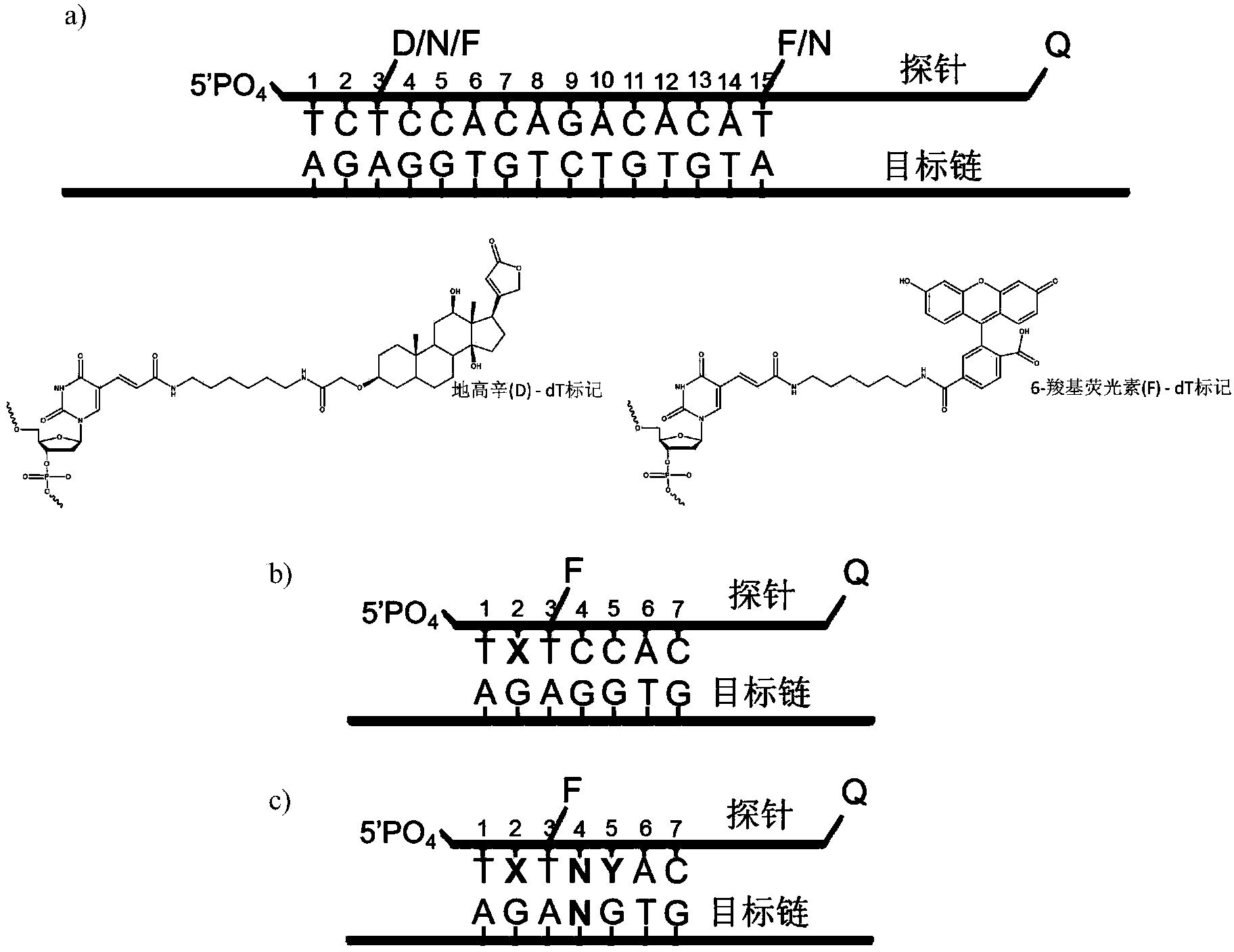 Method for signal amplification and detection on target deoxyribonucleic acid (DNA) sequence at normal temperature