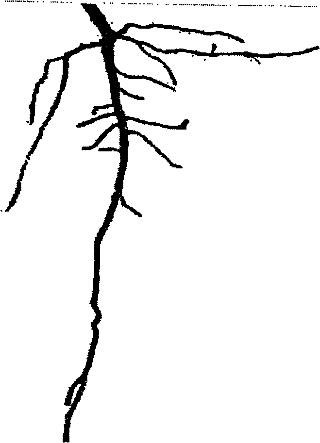 Method for dividing plant root system image based on color characteristic