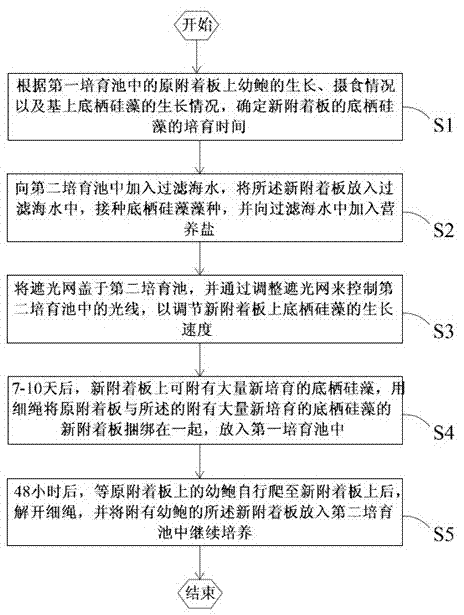 Seedling device and method for preventing mass mortality of larval haliotis diversicolor