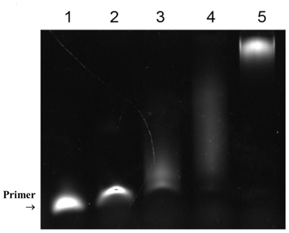 A kind of assay method and application of terminal deoxynuclease activity