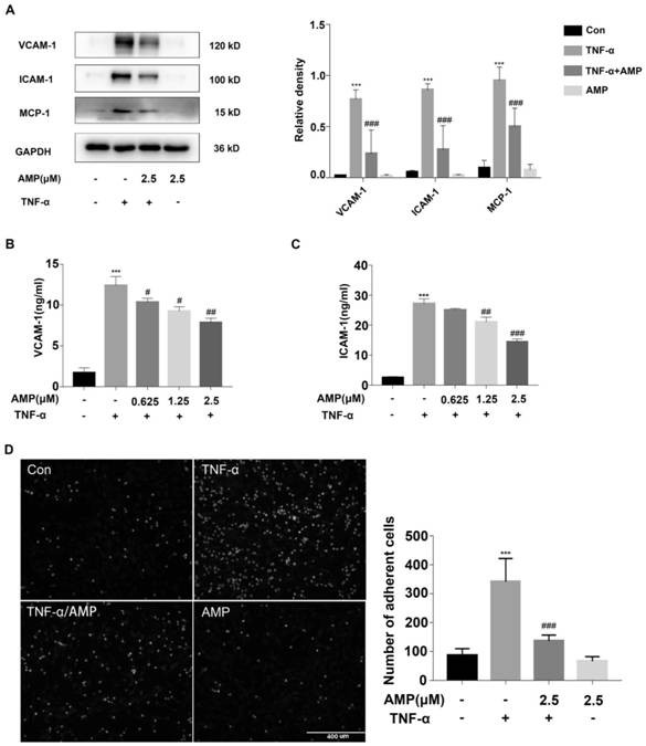 Application of amitriptyline to preparation of medicine for improving endothelial cell functions